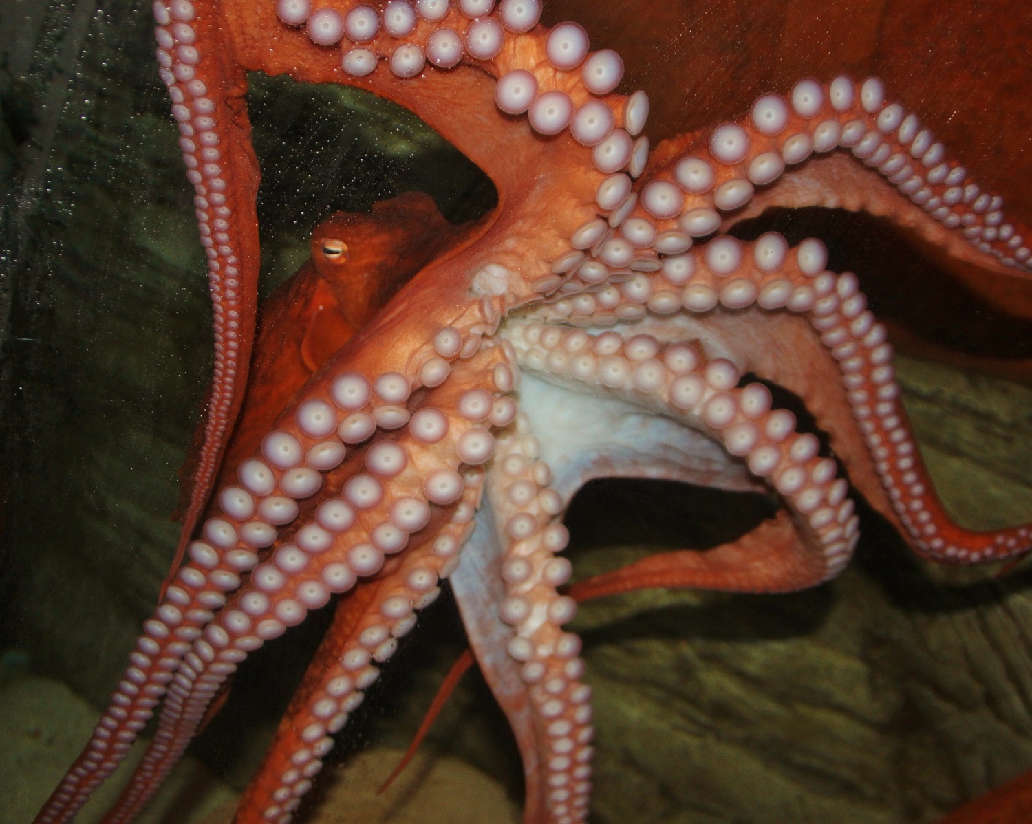 Saltwater Aquarium Octopus