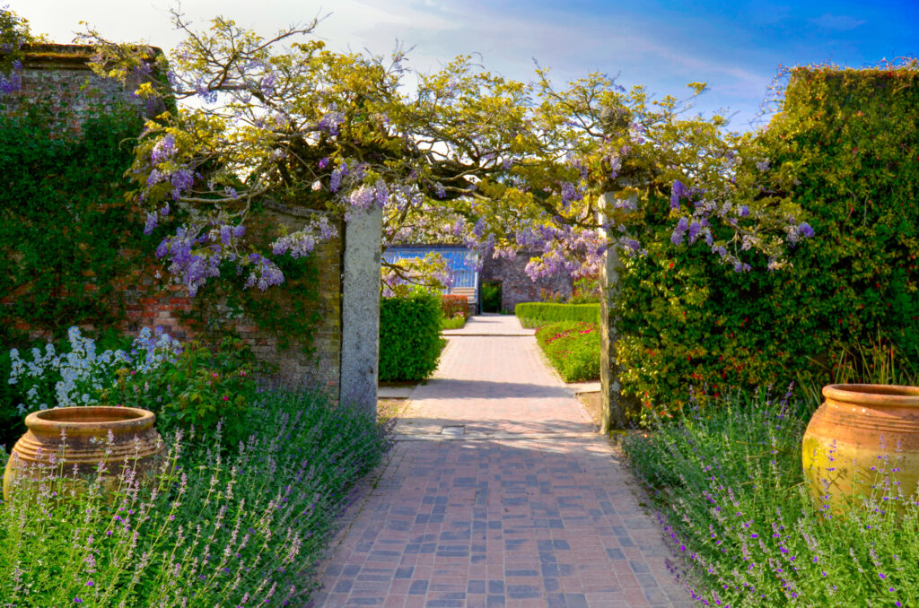 British Garden tunnel with lilac flowers lane. Lost Gardens of Heligan Cornwall pathway with the lilac blooming arch.