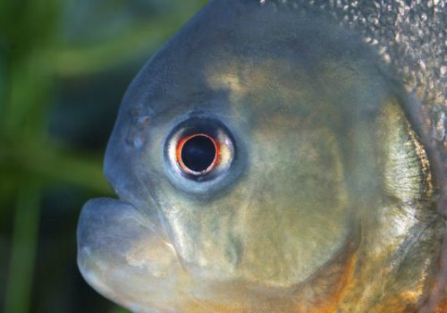 Creatures At Blue Reef Aquarium Portsmouth