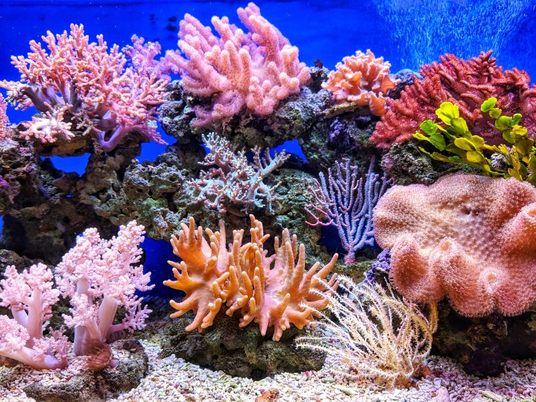 5 Reasons Coral Reefs Are Way More Important Than You Might Think ...