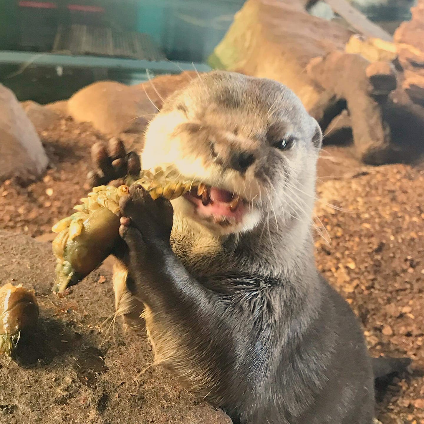 5 Otterly Amazing Facts About Otters - Blue Reef Aquarium