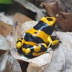 Bumblebee frog on a leaf