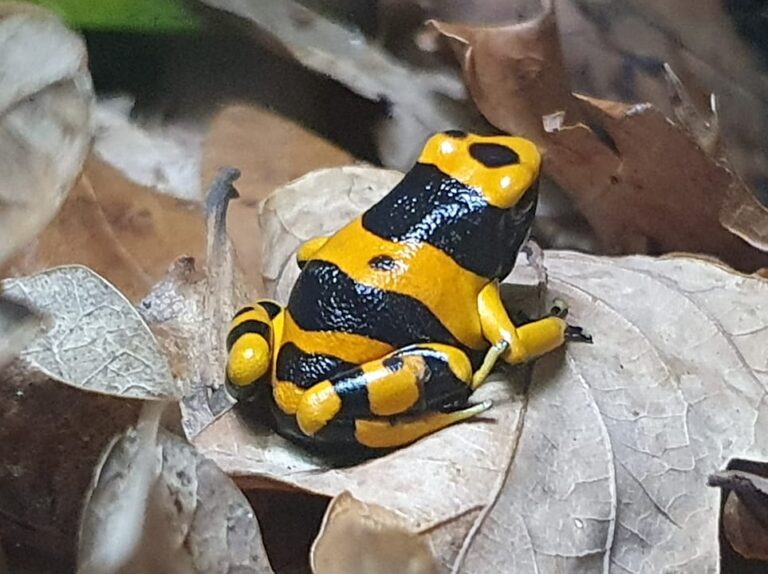 Bumblebee frog on a leaf