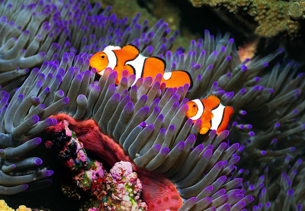 Clownfish at Blue Reef Aquarium