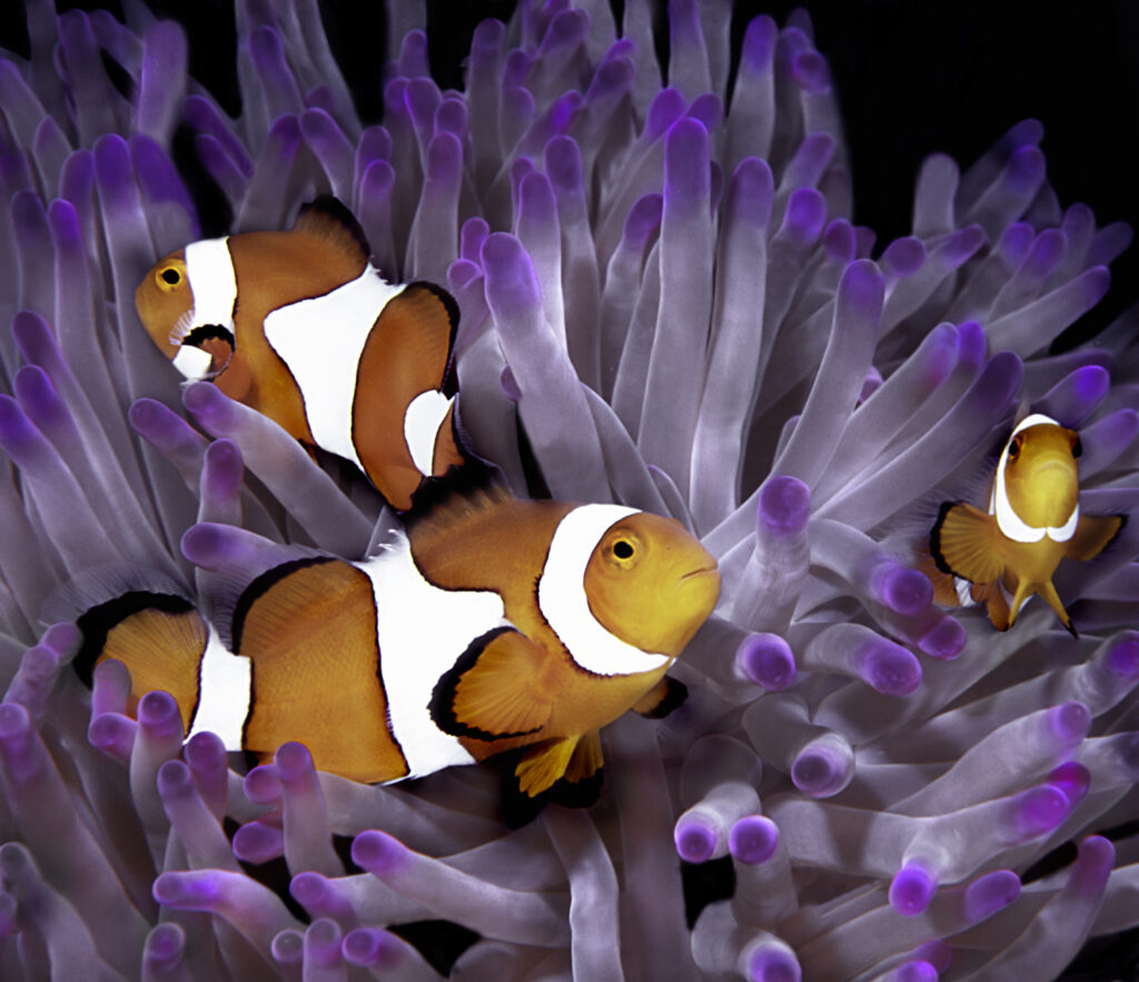 Anemone Fish in a beautiful flourescent anemone
35mm slide, underwater housing. Australia Barrier Reef